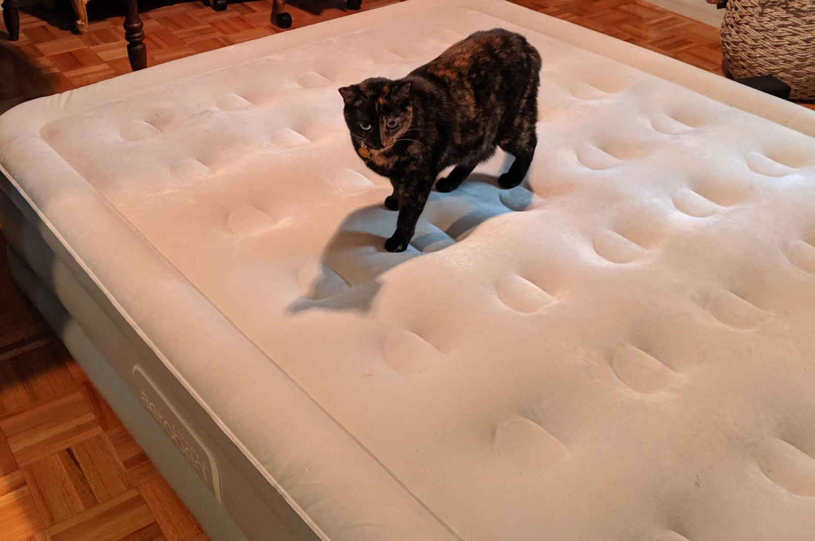 cat proof air mattresses